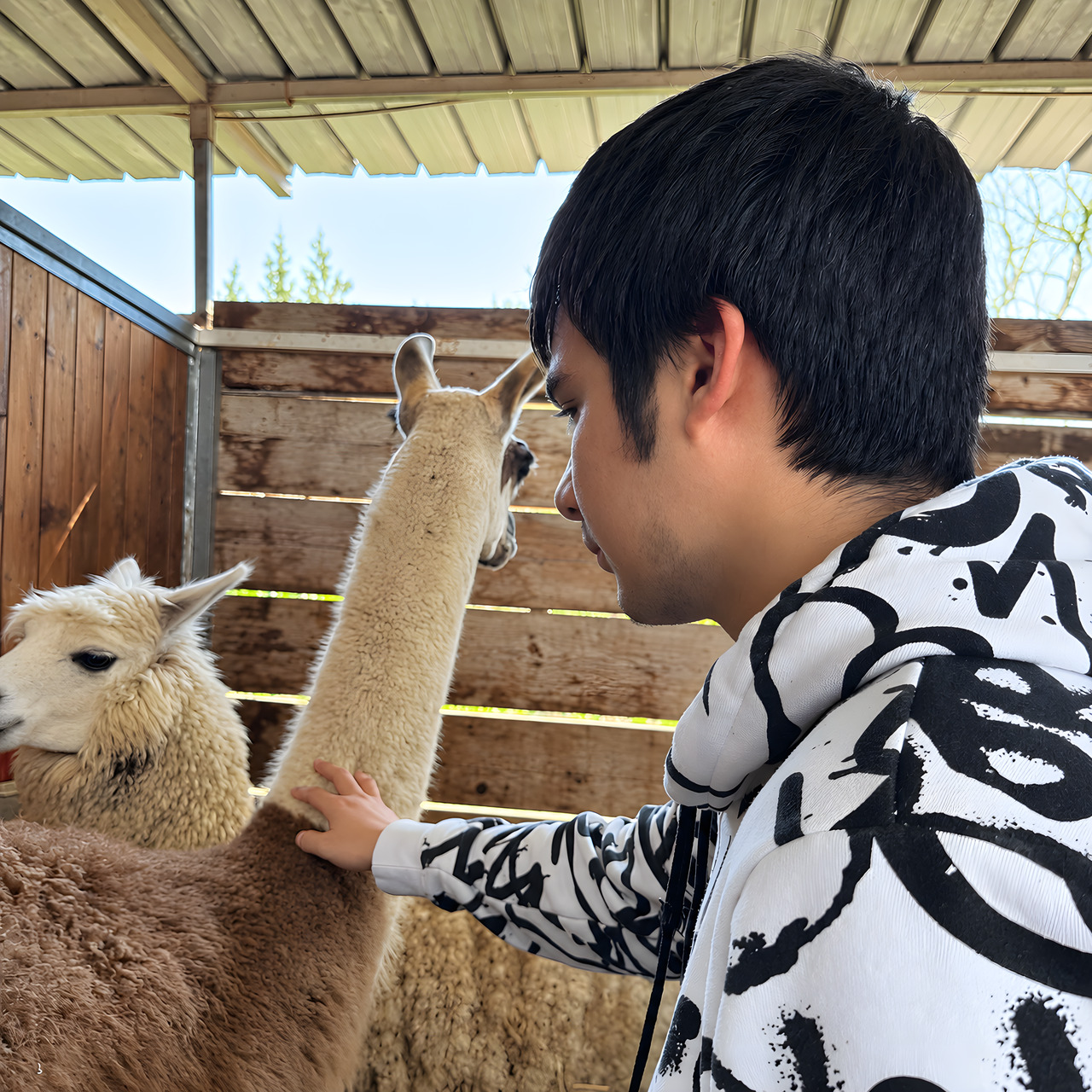 Alpaca, nella fattoria di Equiturismo Cultura