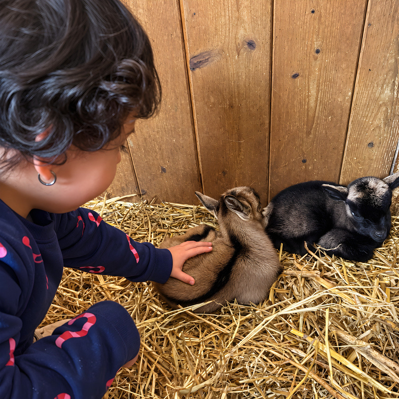 Capretto, nella fattoria di Equiturismo Cultura