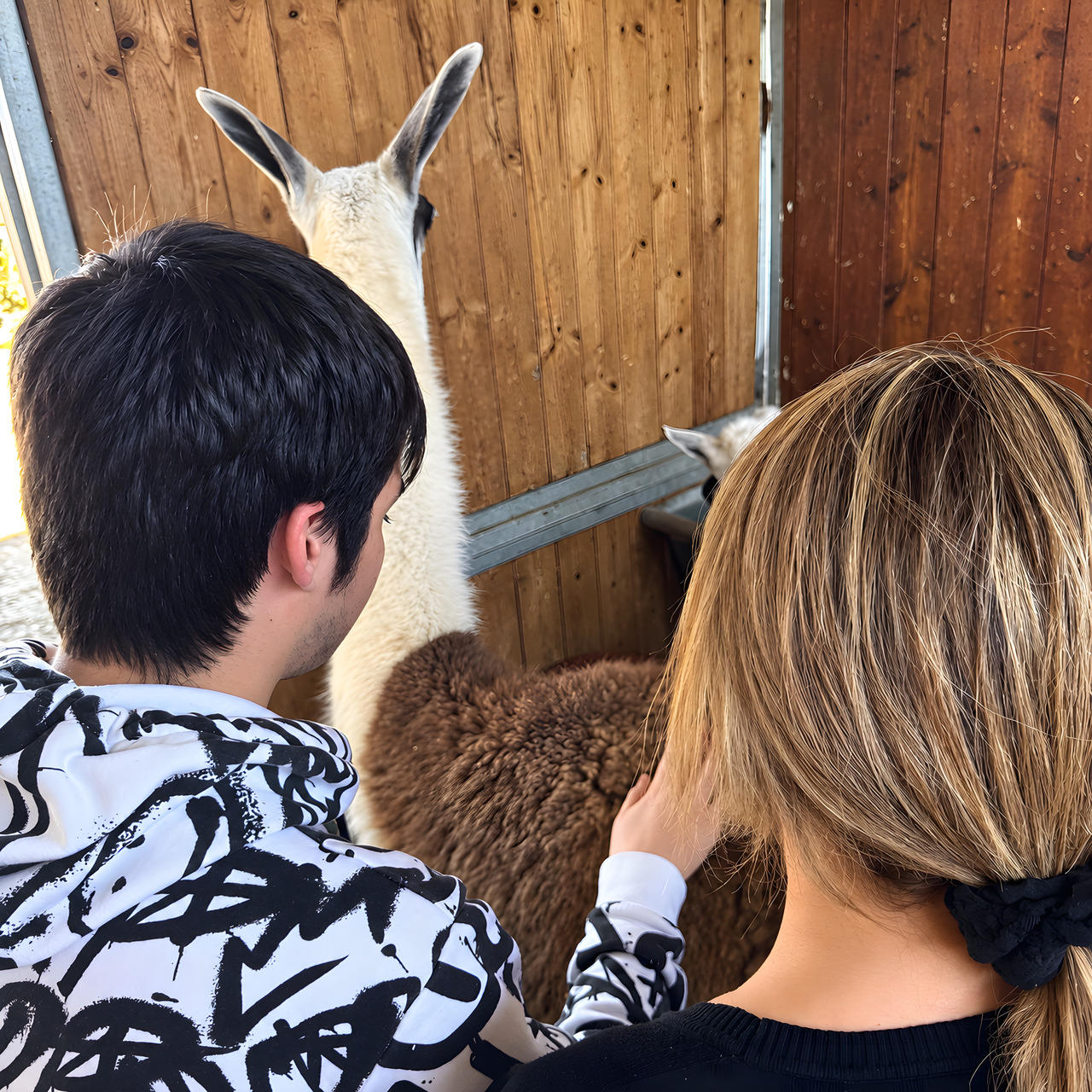 Lama, nella fattoria di Equiturismo Cultura