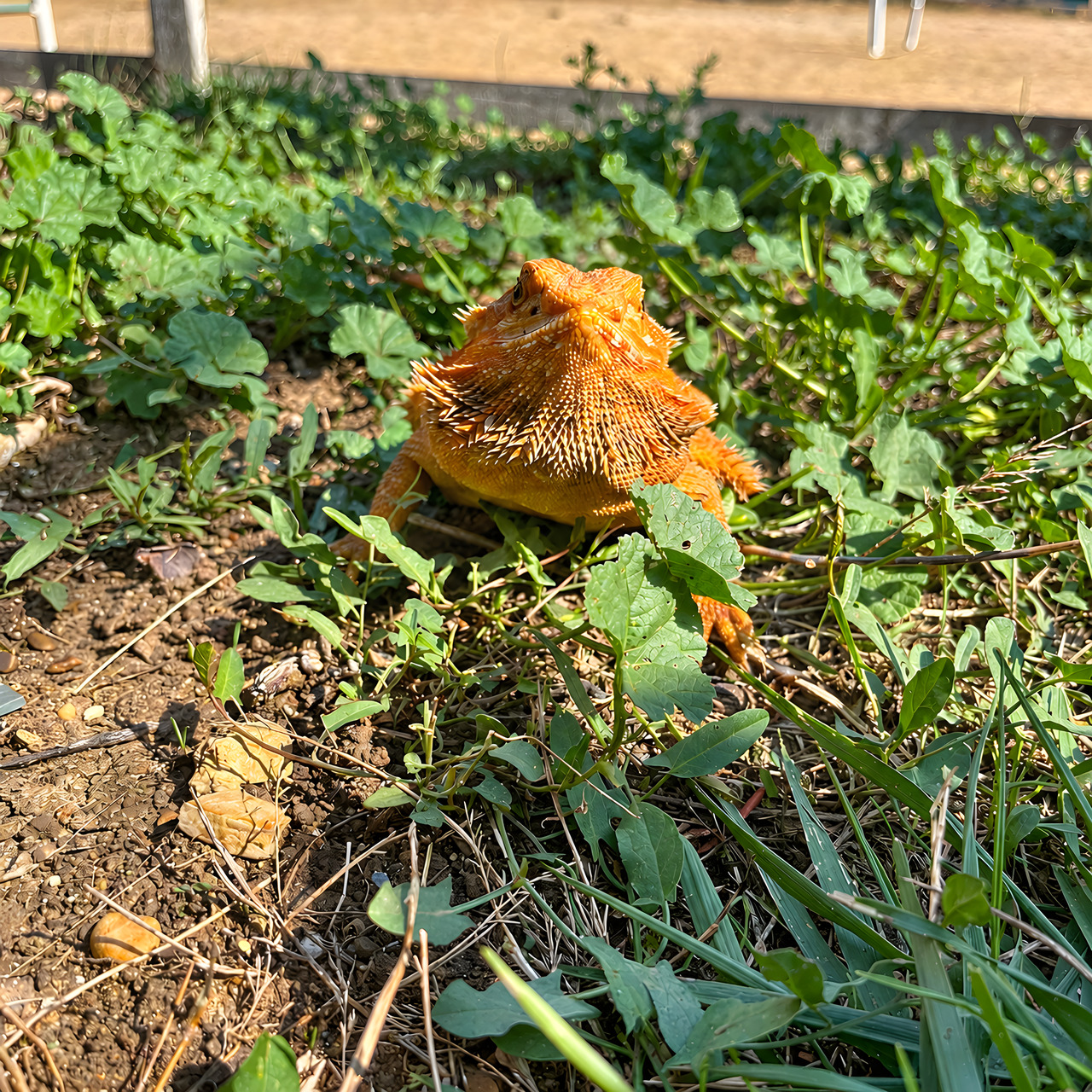 Pogona, nella fattoria di Equiturismo Cultura
