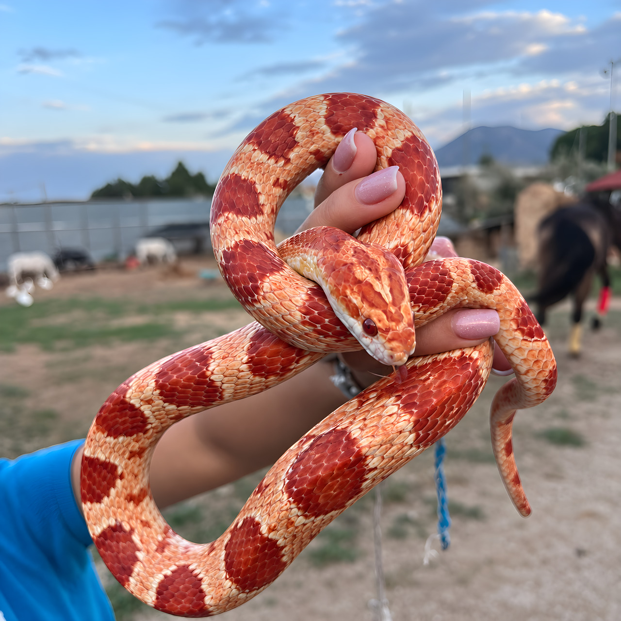 Serpente, nella fattoria di Equiturismo Cultura