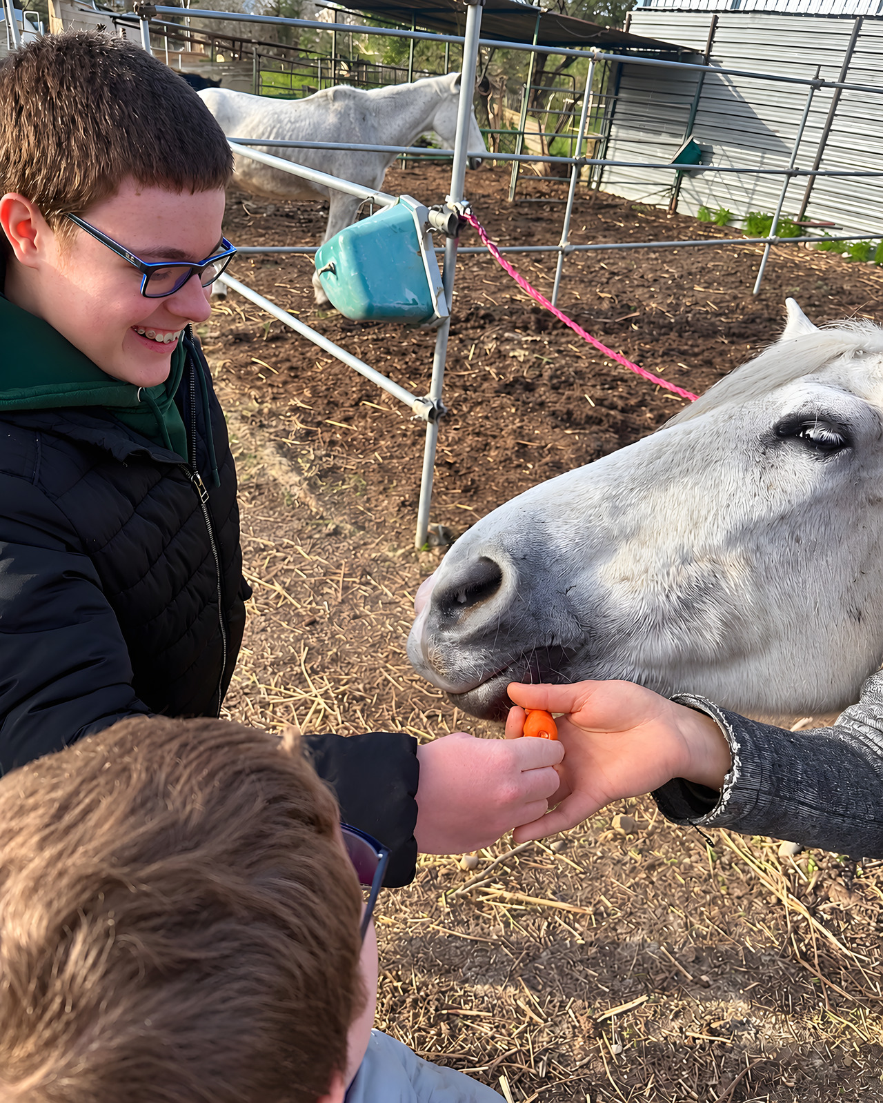 Un ragazzo porge una carota a un cavallo bianco, da terra