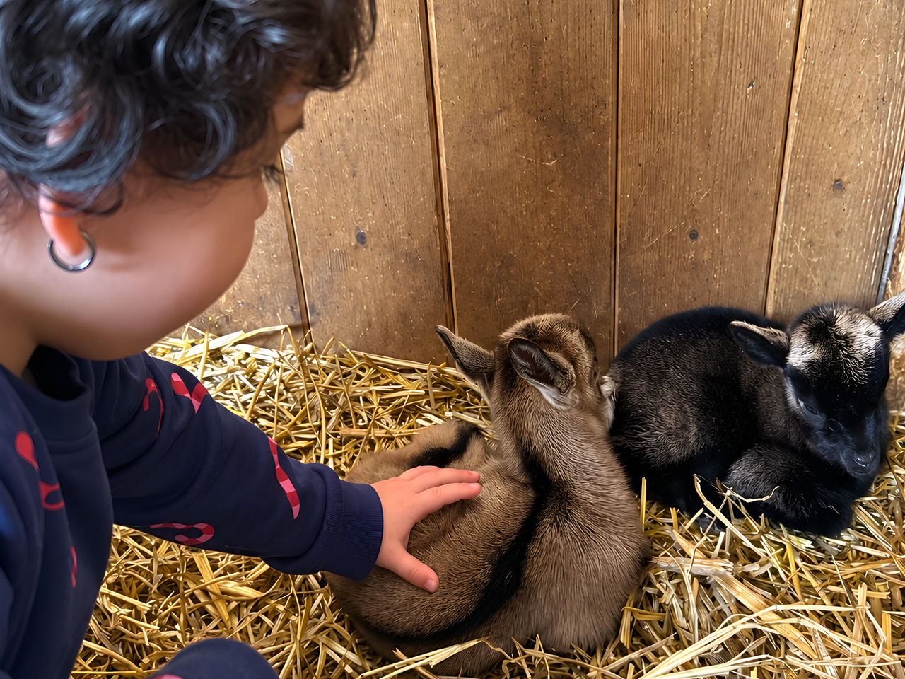 Una bambina accarezza due capretti nella paglia