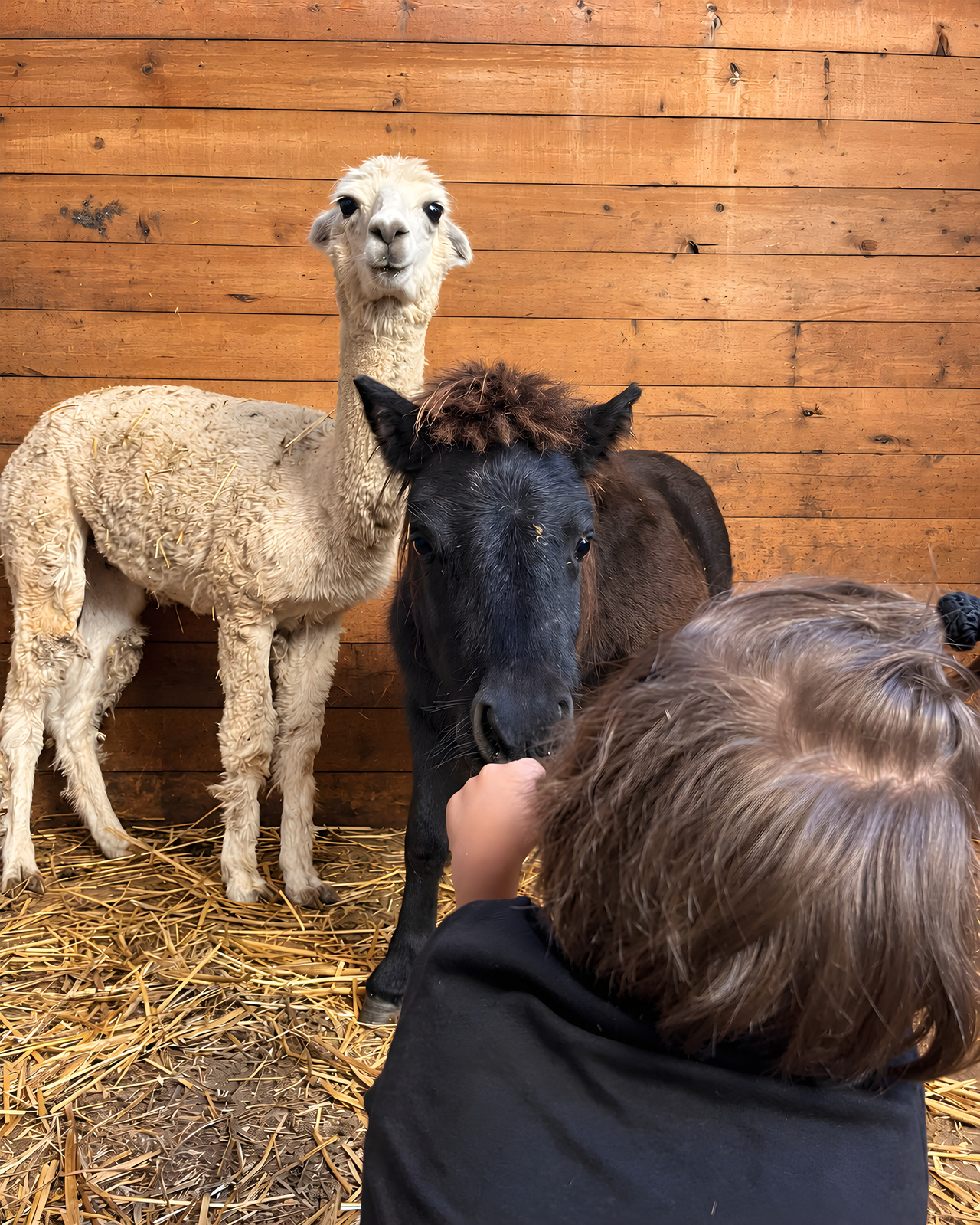Un alpaca e un pony nel box, con una bambina di spalle