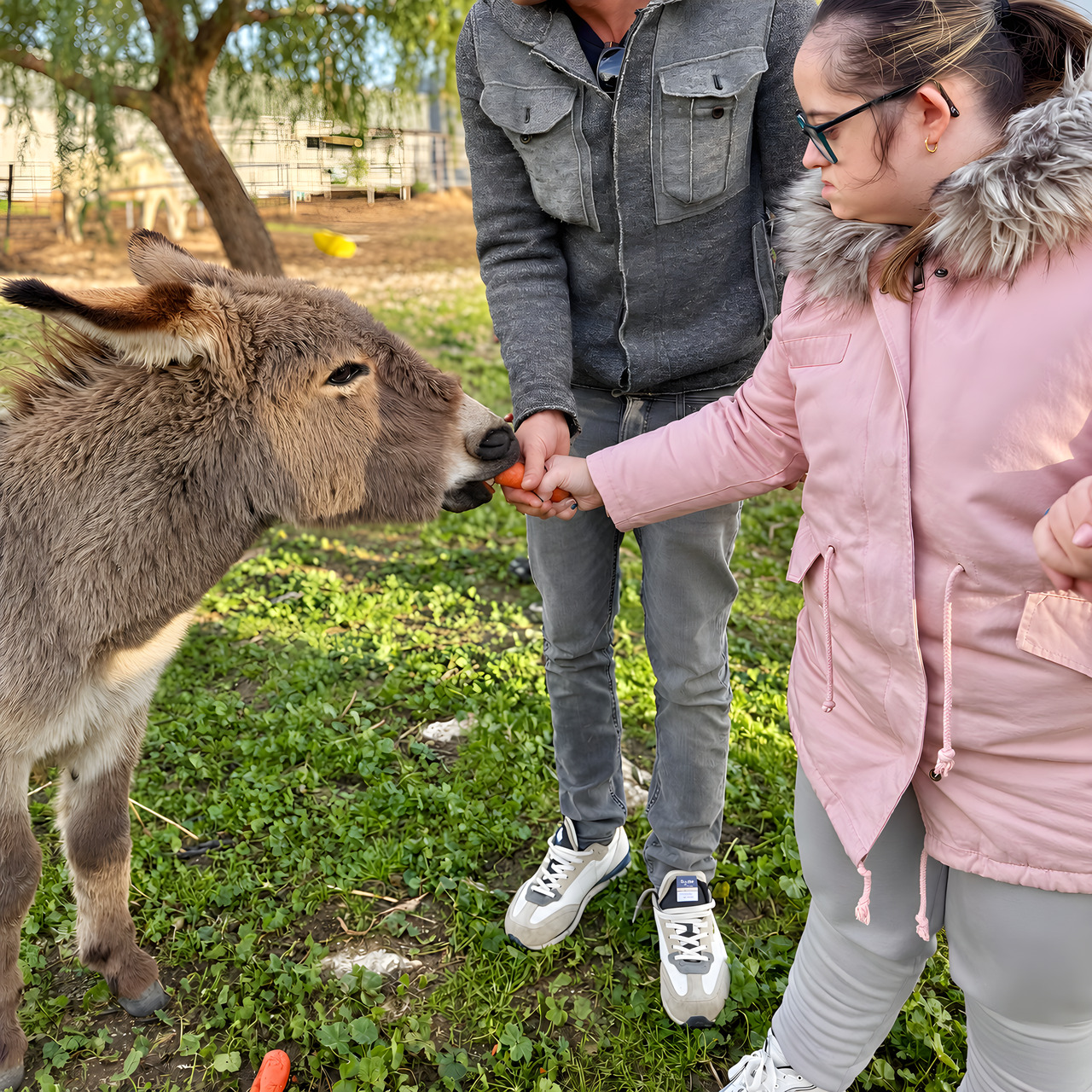 Una bambina in rosa dà da mangiare a un asino, nel prato