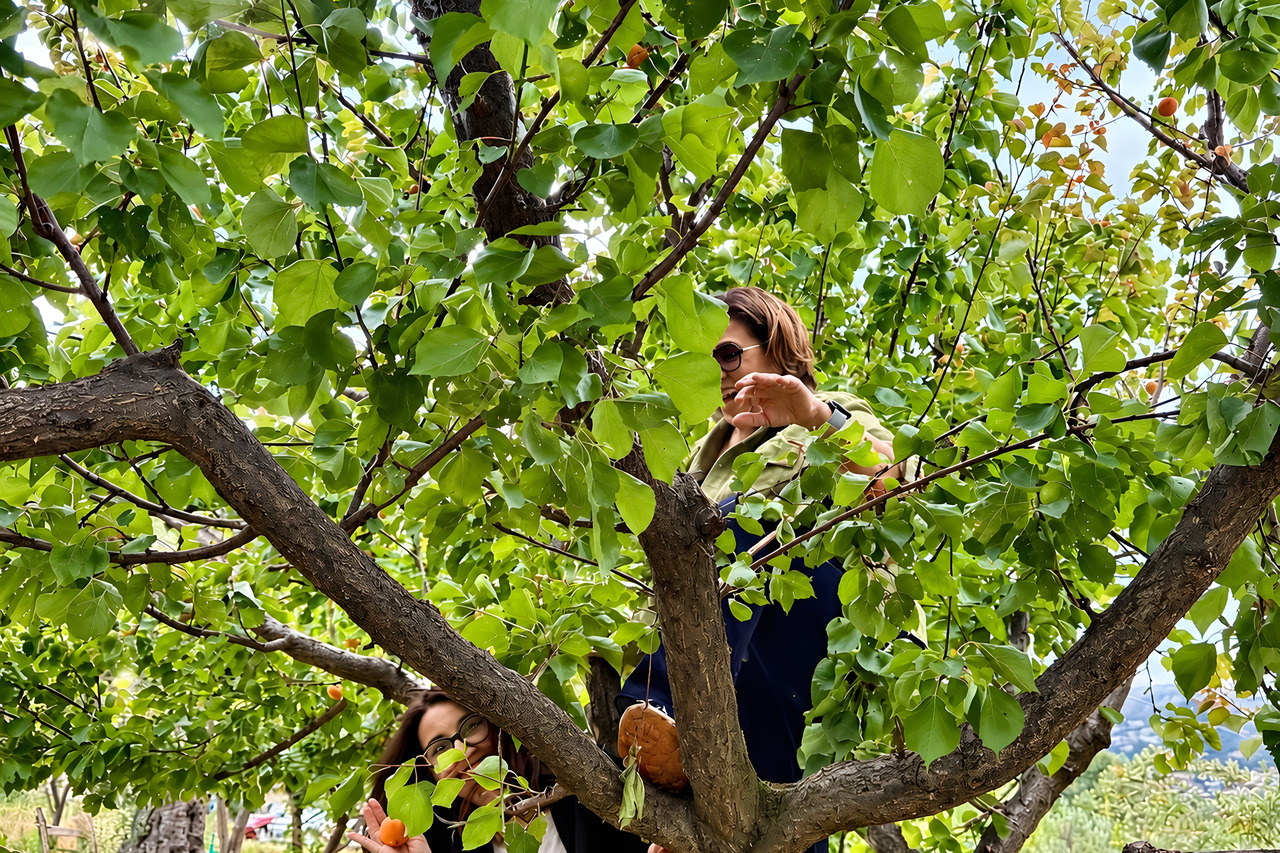 Una ragazza raccoglie dai rami di un albero, nel terreno del centro