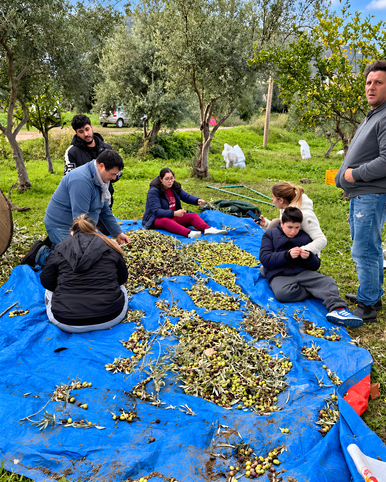 La raccolta delle olive sul telo, nell&rsquo;uliveto