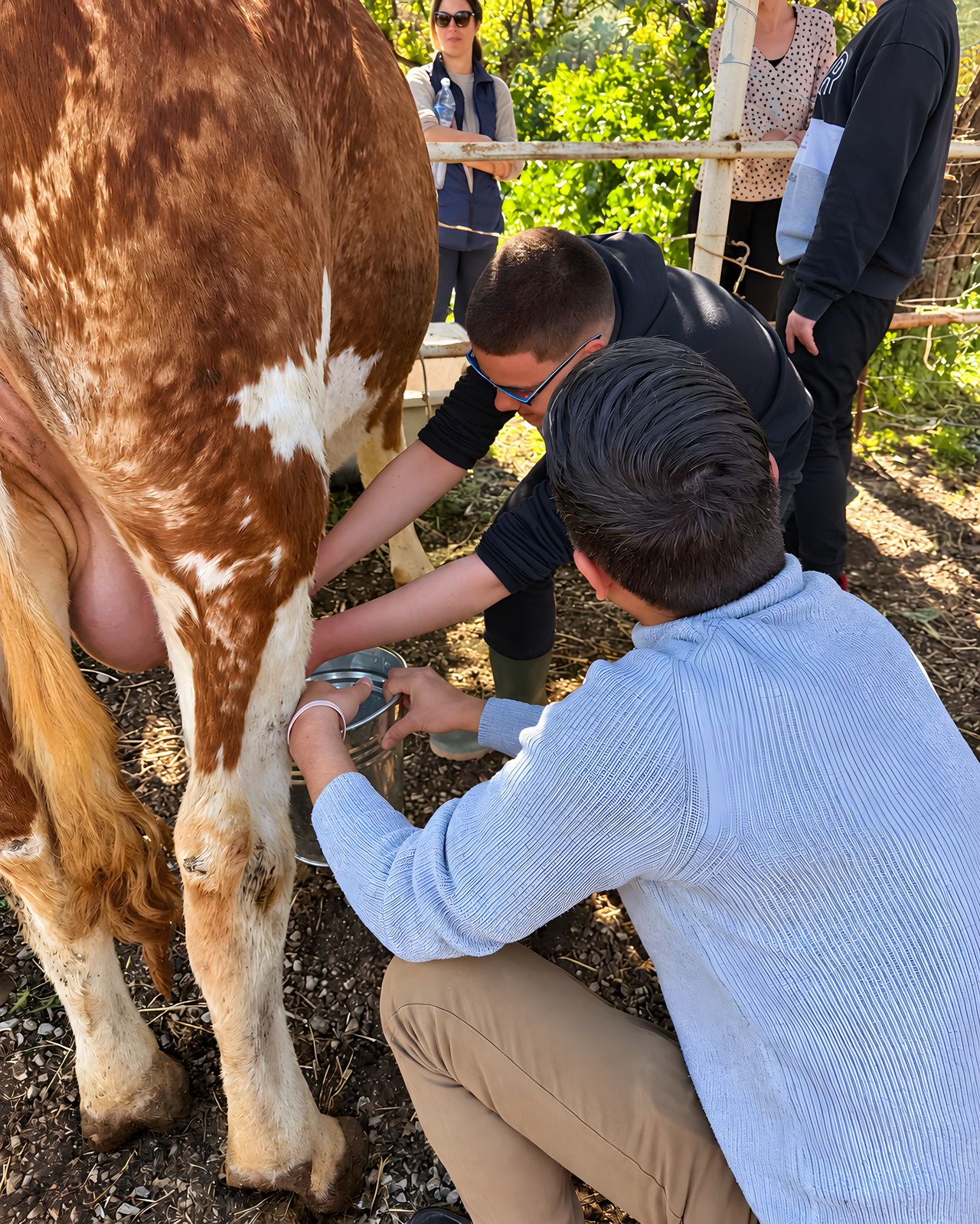La mungitura di una mucca, seguita da un gruppo di ragazzi